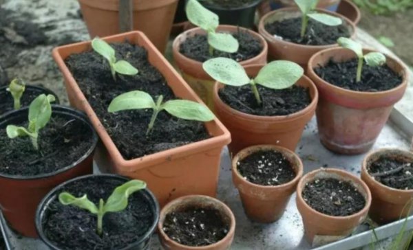 花盆土里生虫子用什么方法解决