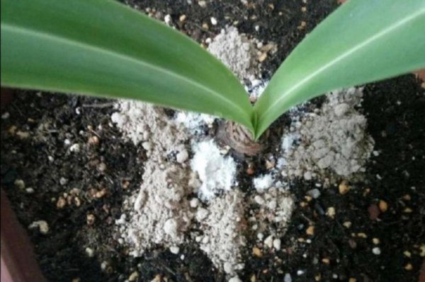 花盆土里生虫子用什么方法解决