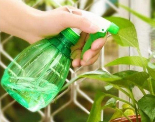 花盆土里生虫子用什么方法解决