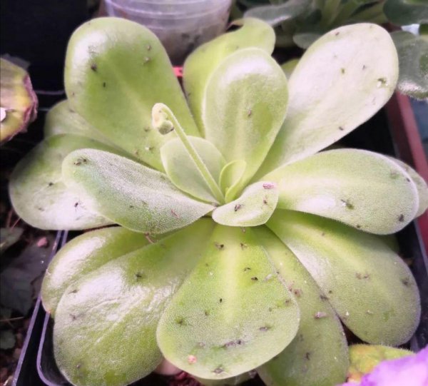 花盆土里生虫子用什么方法解决