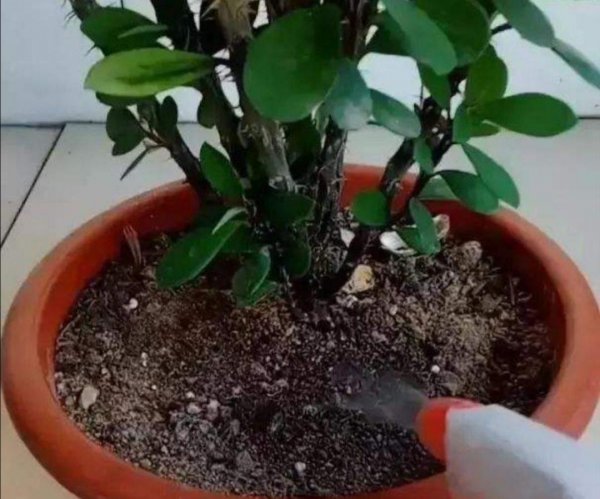 花盆土里生虫子用什么方法解决