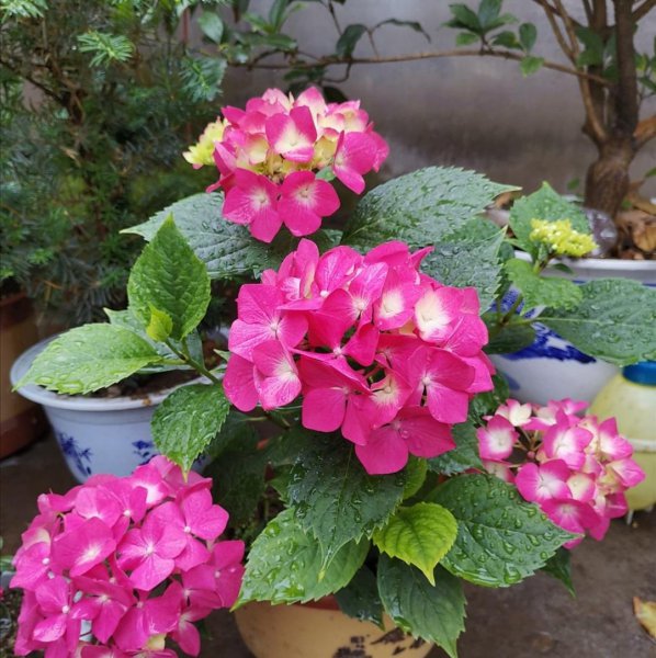 花盆土里生虫子用什么方法解决