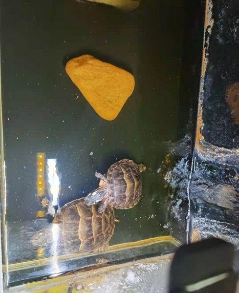 乌龟有记忆力吗