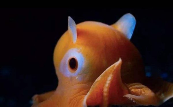 烙饼章鱼长什么样子