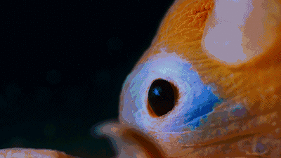 烙饼章鱼长什么样子