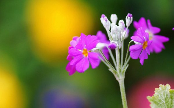 双子座女生喜欢一个人的表现准到爆