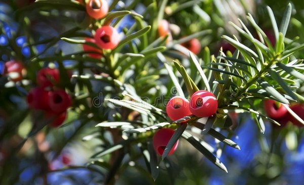 常见的裸子植物有哪些