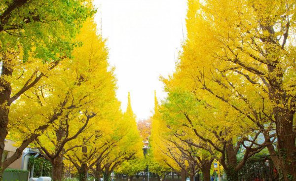 常见的裸子植物有哪些