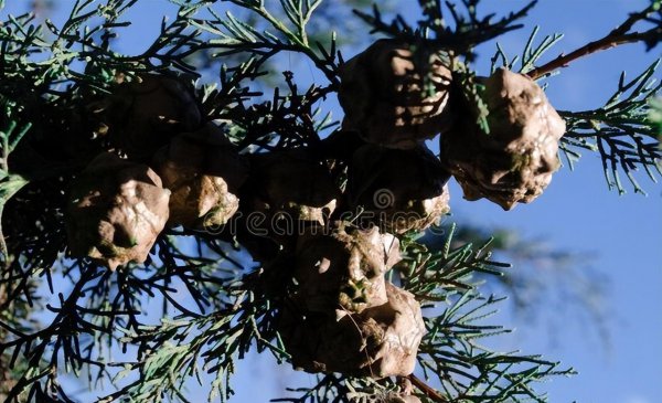 常见的裸子植物有哪些