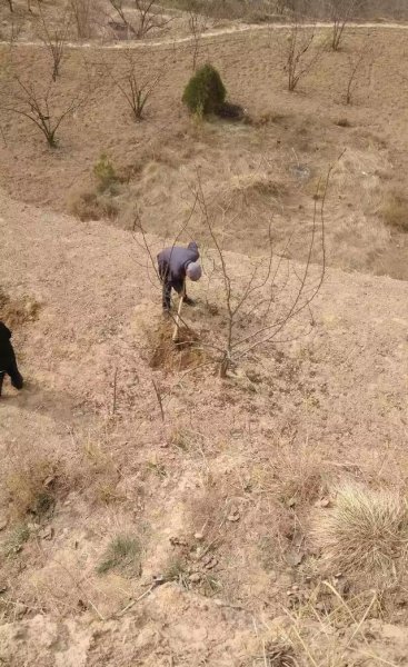 果园如何进行春季清园