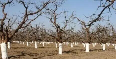 果园如何进行春季清园