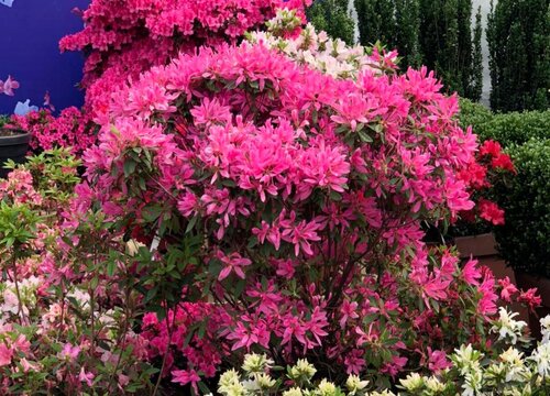 杜鹃花的样子，颜色，气味和其他