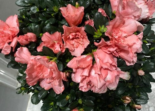 杜鹃花的样子，颜色，气味和其他