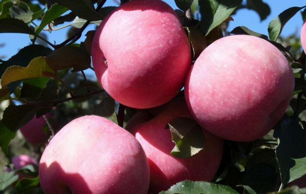 中国耕地面积占世界百分之几