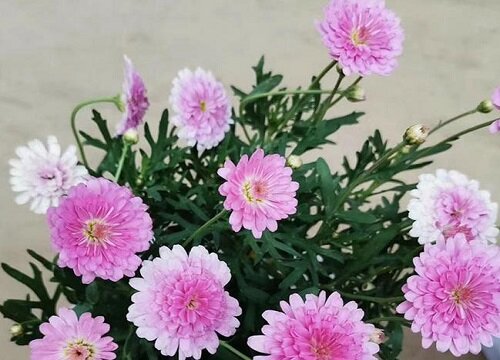 十种表示暗恋的花图片