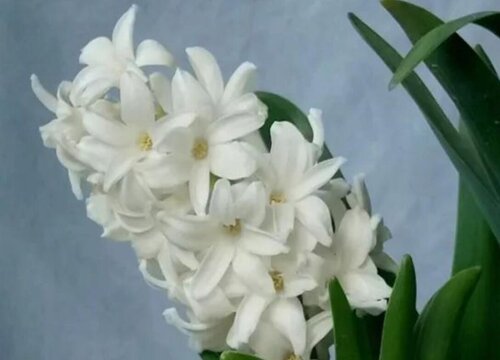 十种表示暗恋的花图片