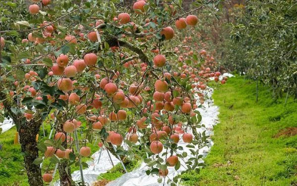 外卷和内卷的区别
