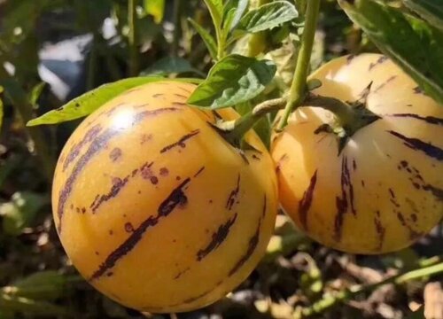 人参果种植时间和方法