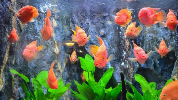 自来水怎么快速除氯