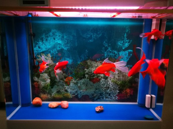 自来水怎么快速除氯