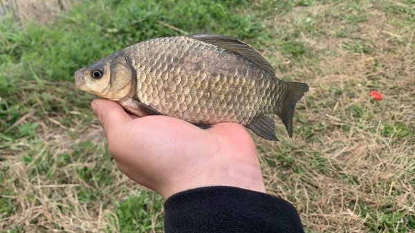 钓鱼打窝方法与技巧