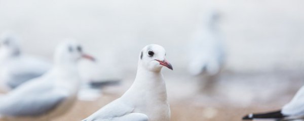 养鸽子怎么销售