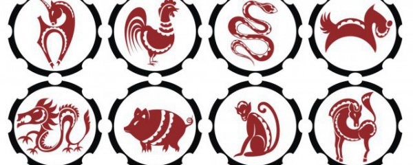 生肖龙适合养什么植物