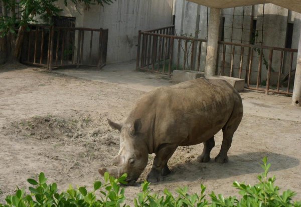 禽兽是指哪些动物