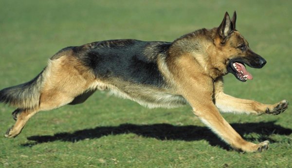 禽兽是指哪些动物