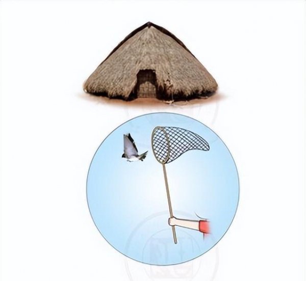 禽兽是指哪些动物