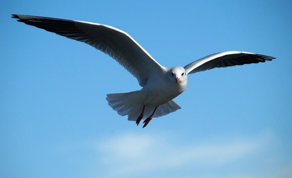 禽兽是指哪些动物