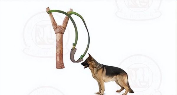 禽兽是指哪些动物