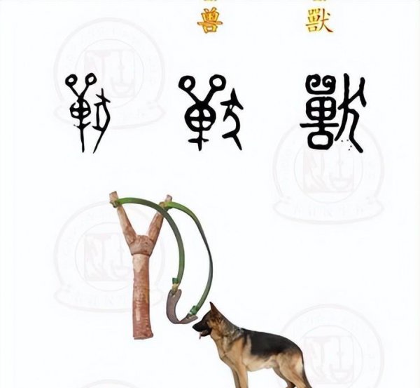 禽兽是指哪些动物