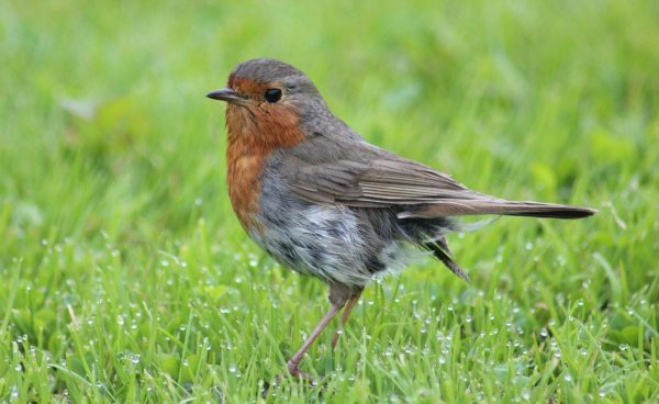 禽兽是指哪些动物