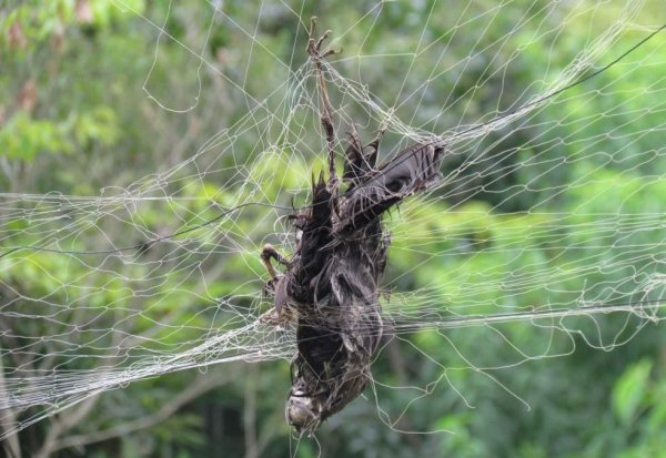 禽兽是指哪些动物