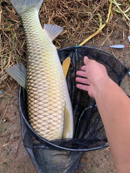 新手鱼竿推荐品牌