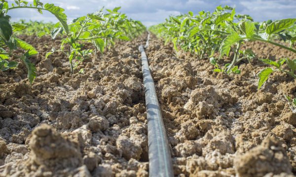 植物重茬是什么意思