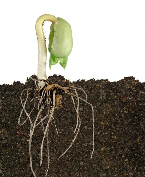 植物重茬是什么意思