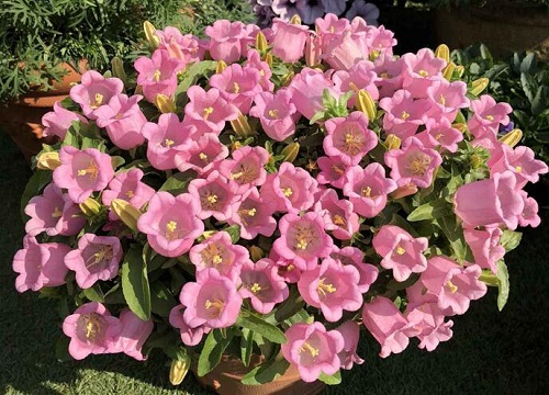 风铃草的花语是什么