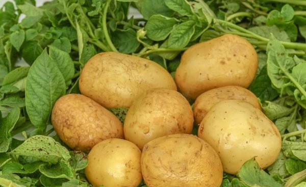 哪些菜不用农药了