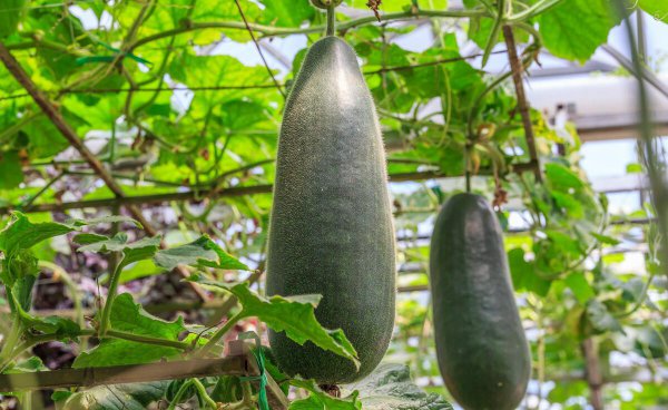 哪些菜不用农药了