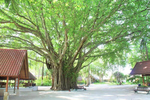 印度尼西亚是哪个洲的国家