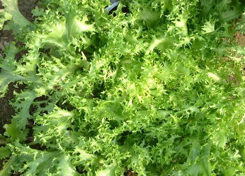 苦苣什么时候播种好