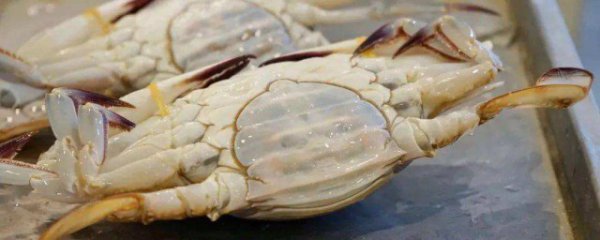 如何挑选新鲜梭子蟹