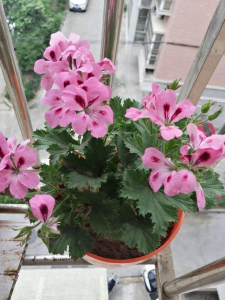 养花的好处就是修心养性