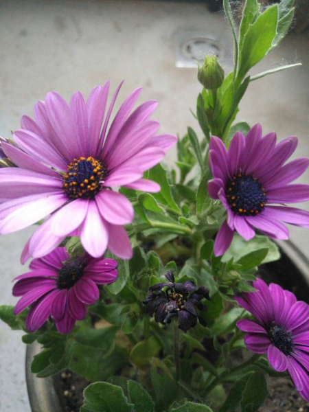 养花的好处就是修心养性