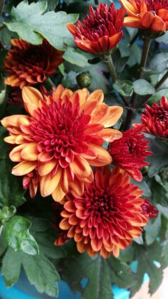 养花的好处就是修心养性