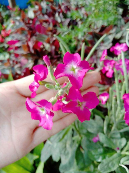 养花的好处就是修心养性