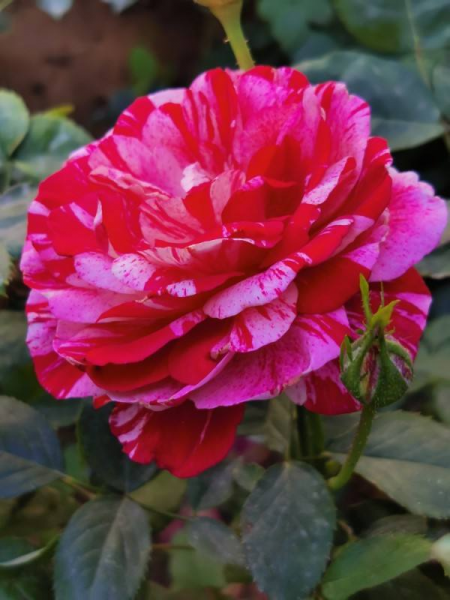 养花的好处就是修心养性