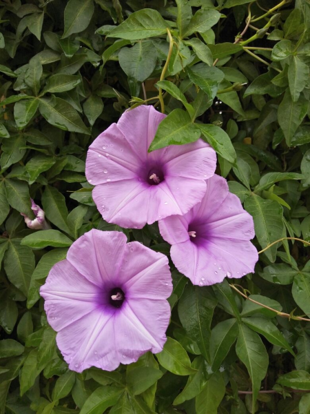 养花的好处就是修心养性